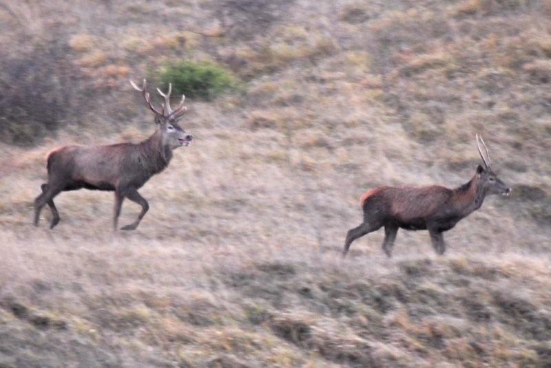 PASSIONE PER IL CERVO